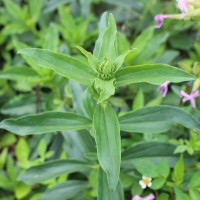 Verbena aristigera S.Moore